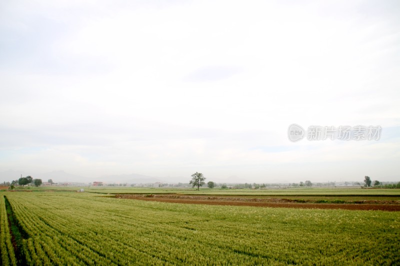 麦子麦田麦子地