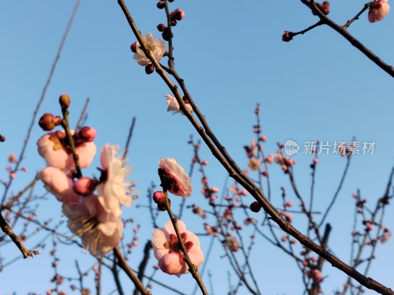 蓝天下绽放的粉色梅花枝景