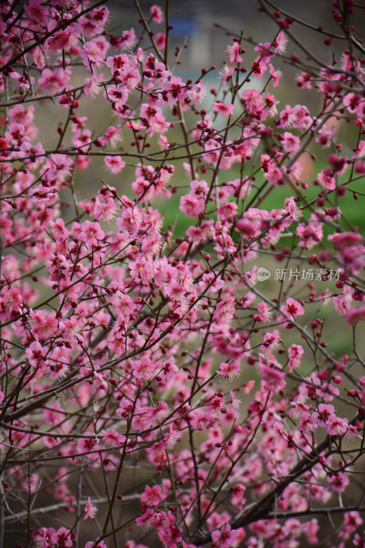 春天红色的梅花