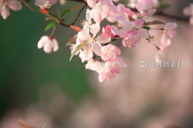 春天的花朵