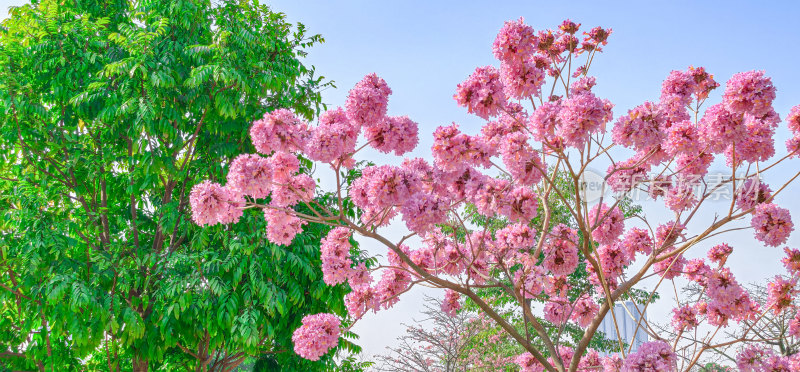 盛开的紫花风铃木