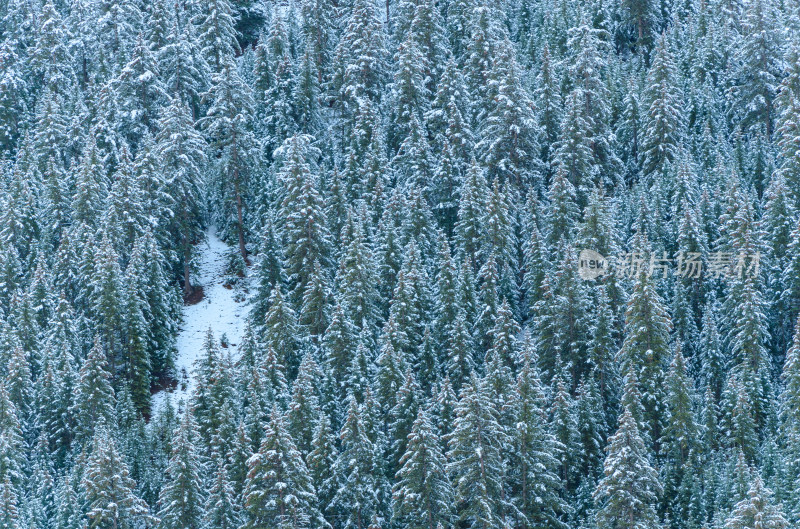 青海祁连卓尔山树林自然唯美雪景风光