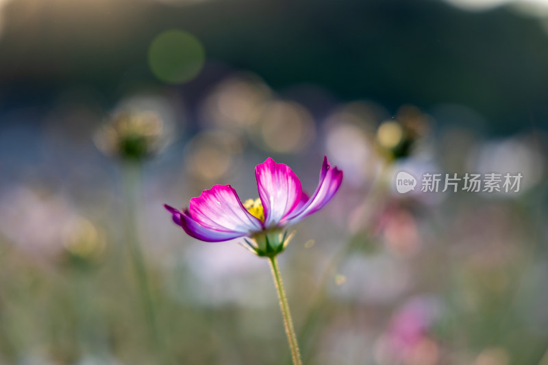 菊花、格桑花