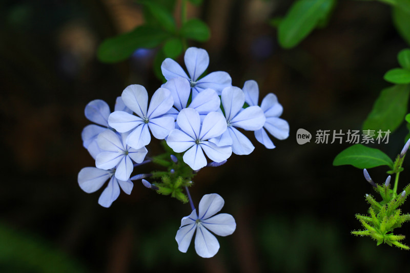 蓝花丹植物花开