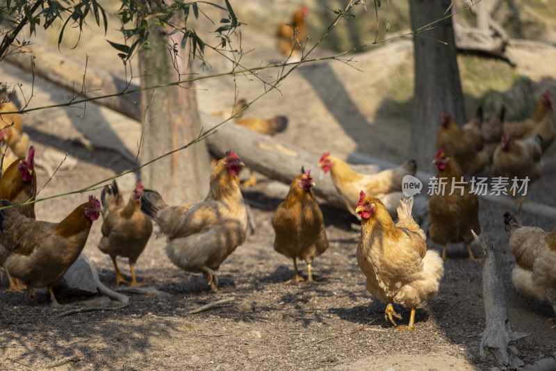 阳光下高山树林山林竹林生态养鸡场