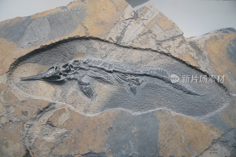 三叠纪混鱼龙化石标本