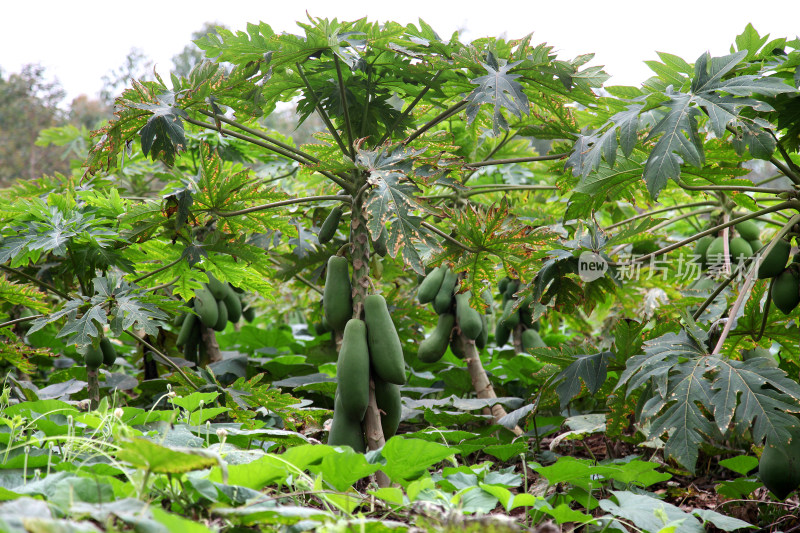 木瓜种植园