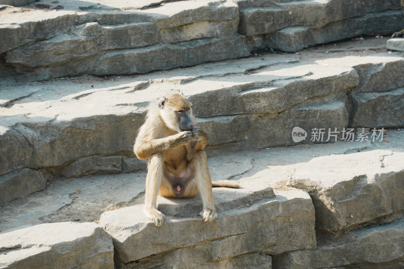 岩石上的黄狒狒