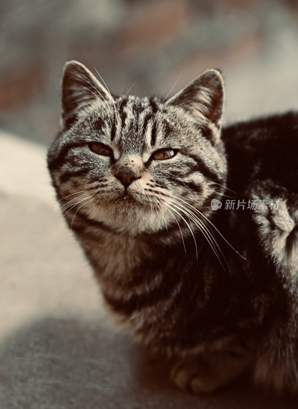 可爱的小猫