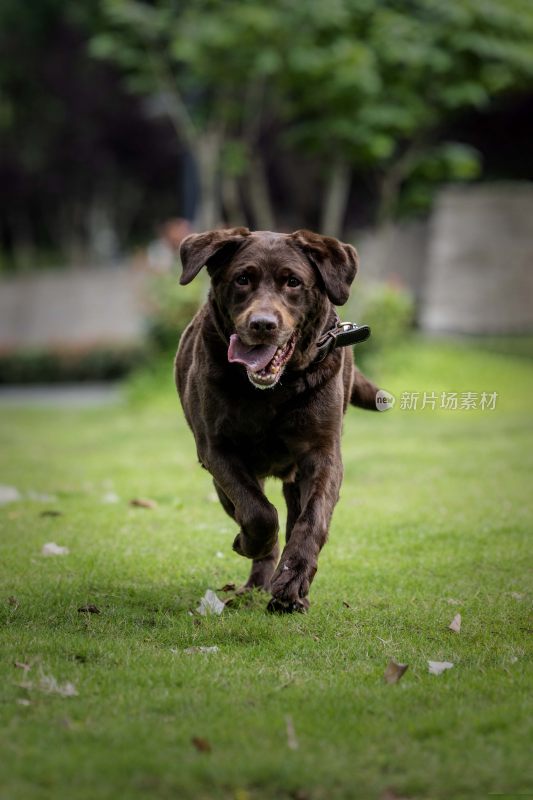 草地奔跑的棕色拉布拉多犬