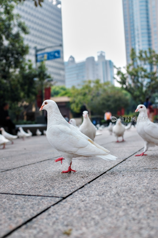 上海人民广场的和平鸽