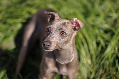 站在草地上的意大利小灵缇犬