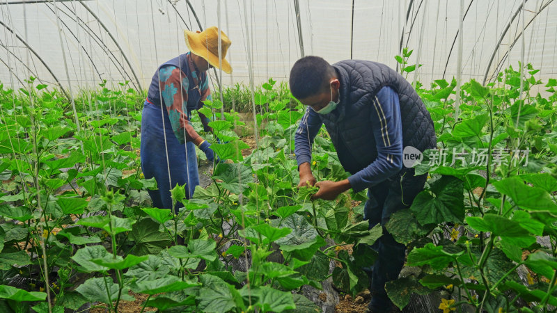 藏民在蔬菜大棚里采摘