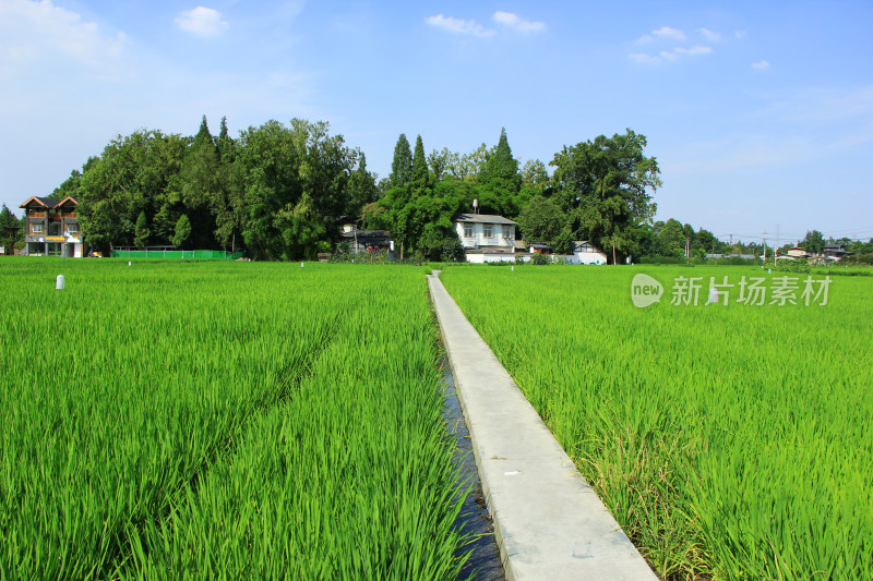 现代农业稻田，绿色生态田地