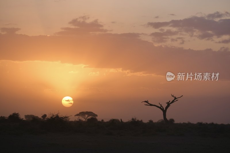 非洲草原落日枯树景观