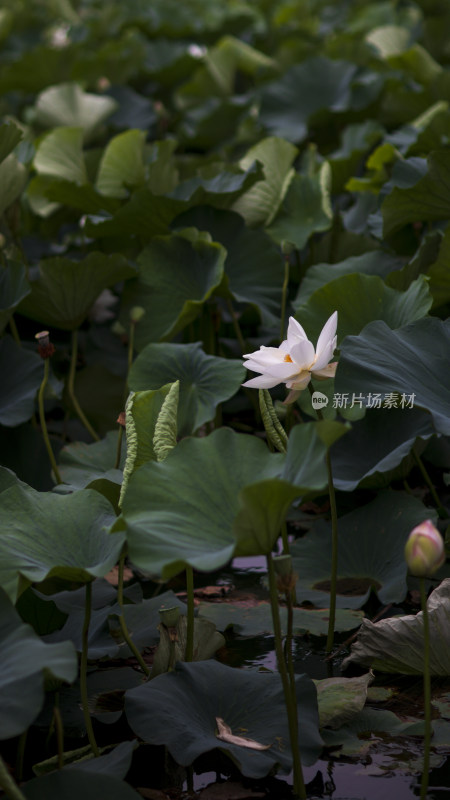 夏季公园荷塘荷叶丛中荷花特写