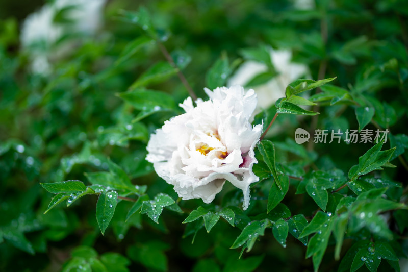 雨中牡丹花