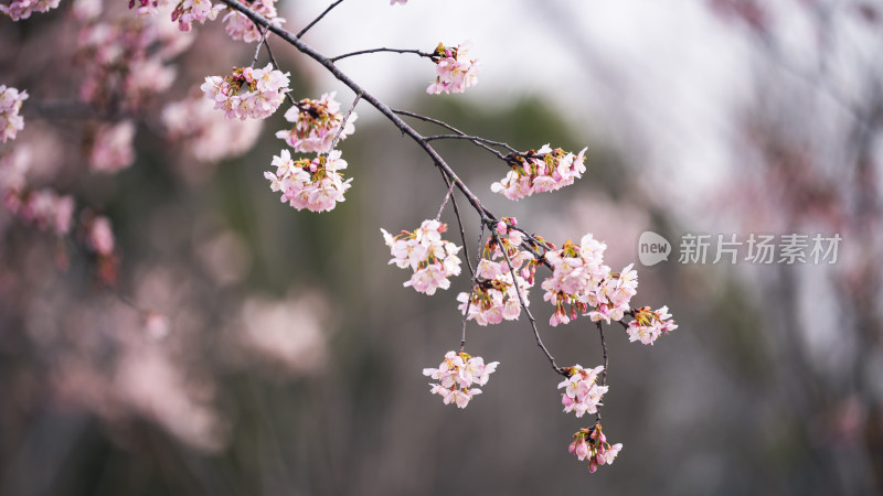 盛开的粉色樱花枝特写