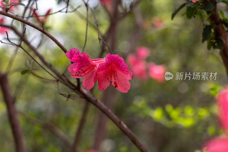 杭州植物园盛开的粉红色杜鹃花