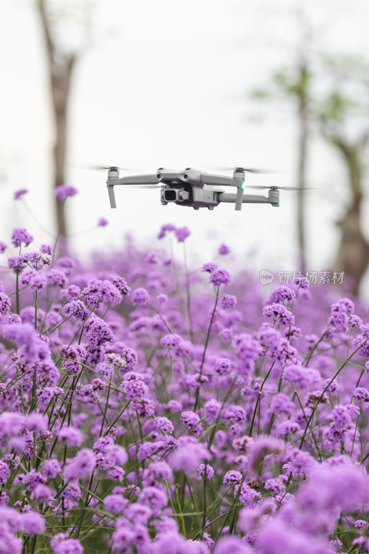 春天紫色马鞭草花海上空无人机在飞行