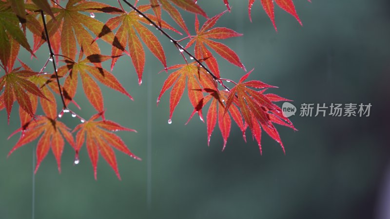 风雨中的枫叶