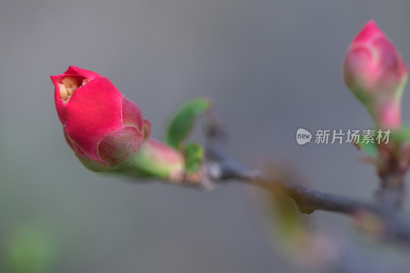 春暖花开春天花朵花蕾花苞生长