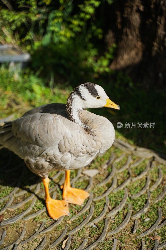 斑头雁鸭子在路边觅食吃草