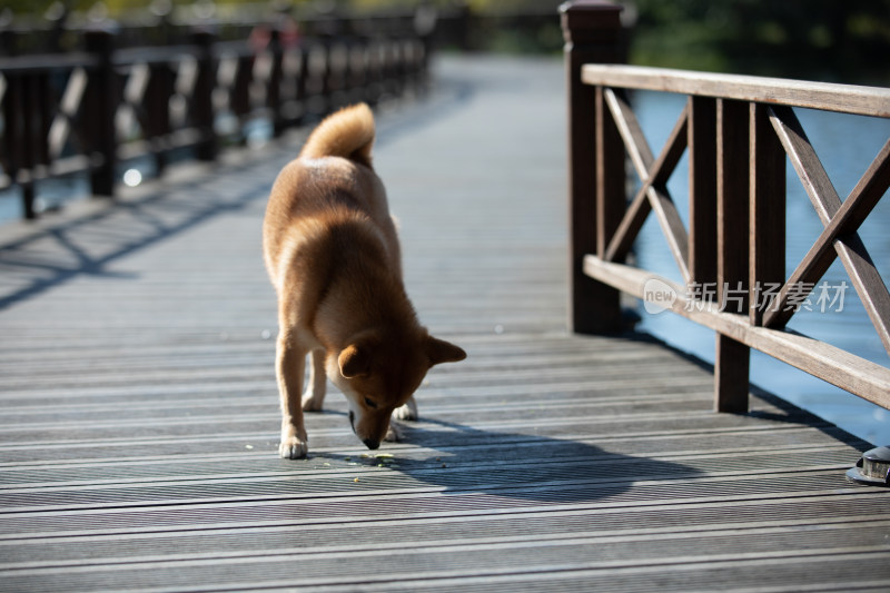 一只在栈道上玩耍的柴犬