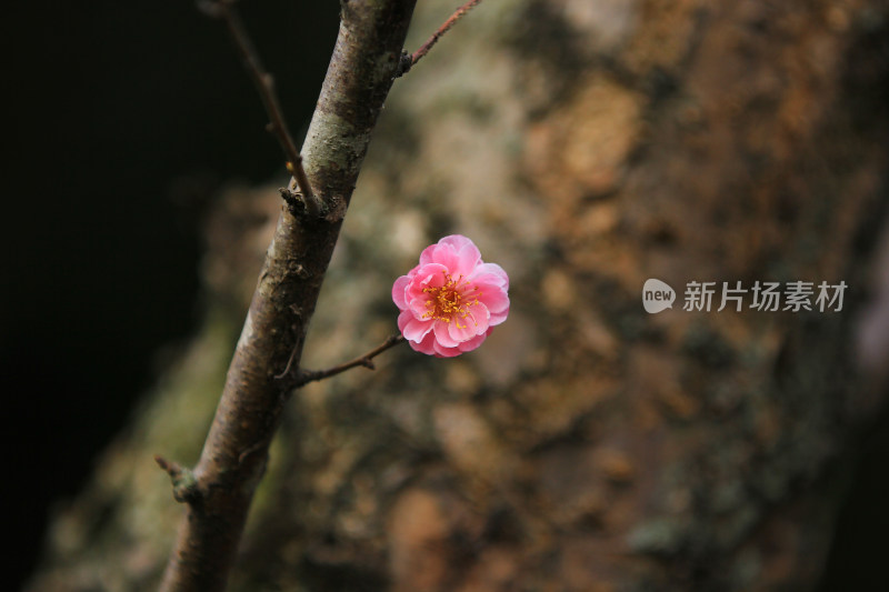 梅花 春天 粉红