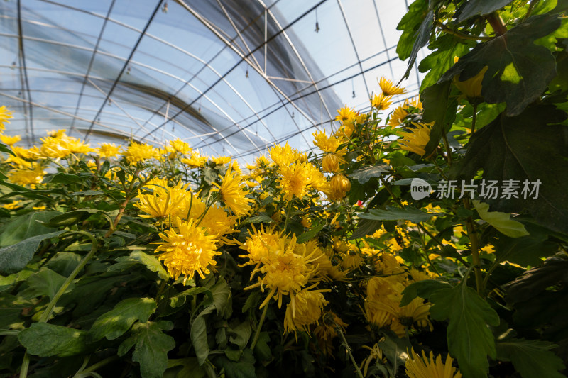 菊花茶科学大棚种植