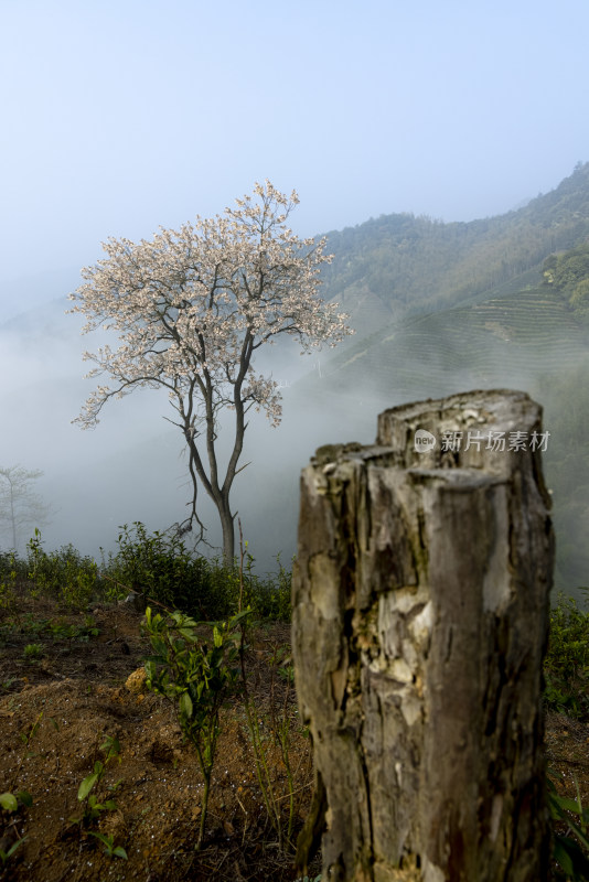 杭州大径山茶园风光