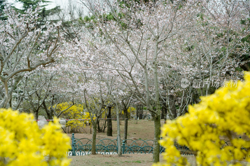 赏春日樱花林与金黄花丛相映成趣的美景