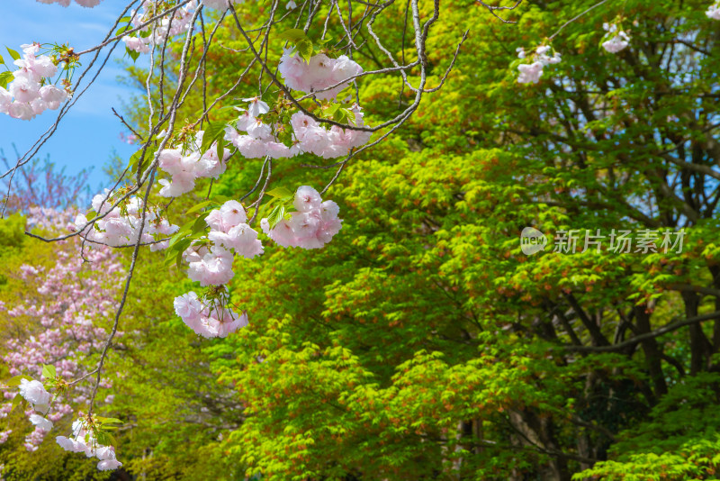 樱花盛开