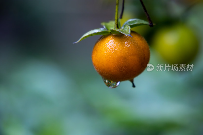 雨后乌柿金弹子盆栽植物特写