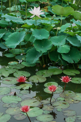 北京国家植物园睡莲