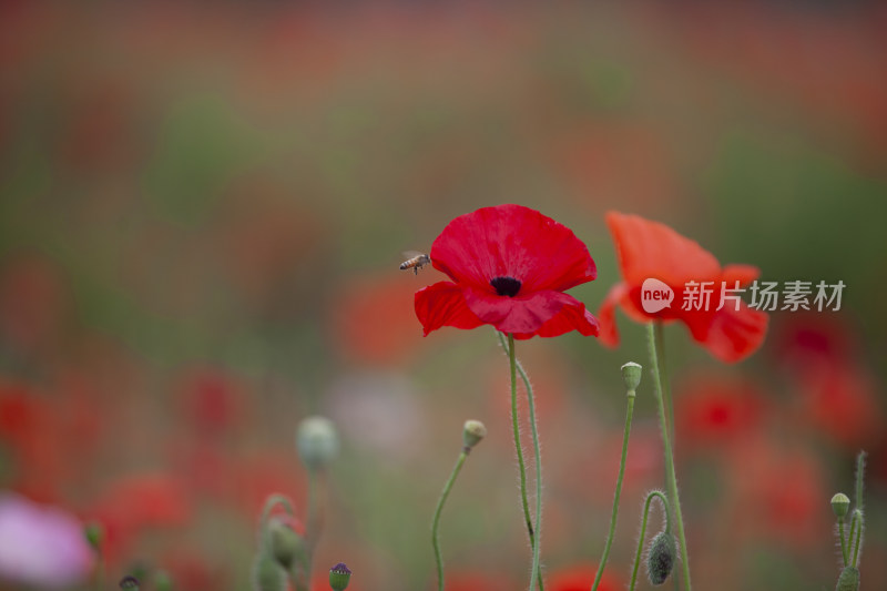 虞美人秋英花 花海 蜜蜂