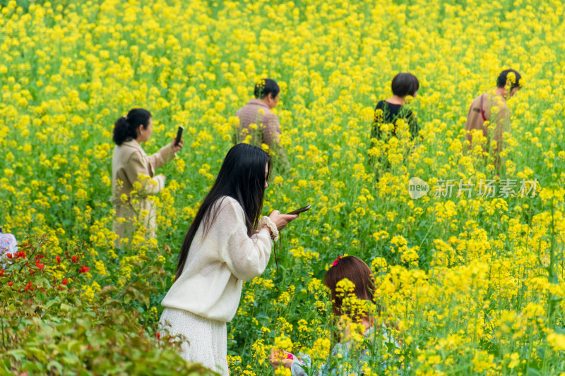 福州花海公园游客漫步观赏黄色油菜花田