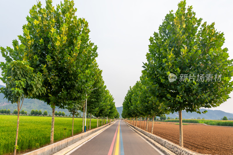 农村道路交通