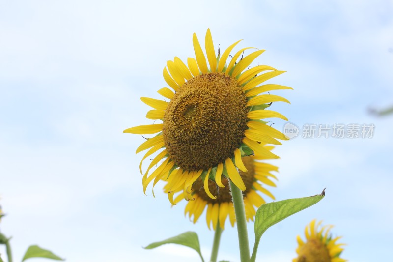 大片向日葵花田绿叶黄花生机勃勃