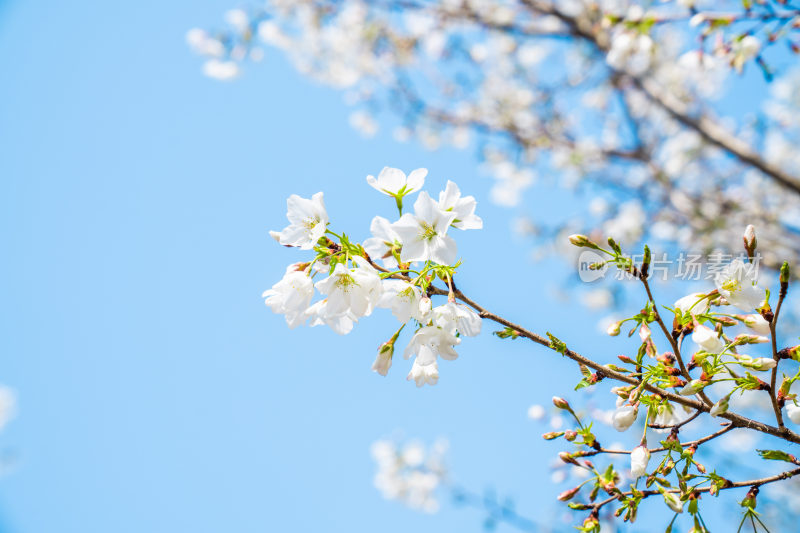 航拍樱花染井吉野园林种植树苗