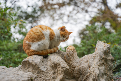 公园中的流浪猫