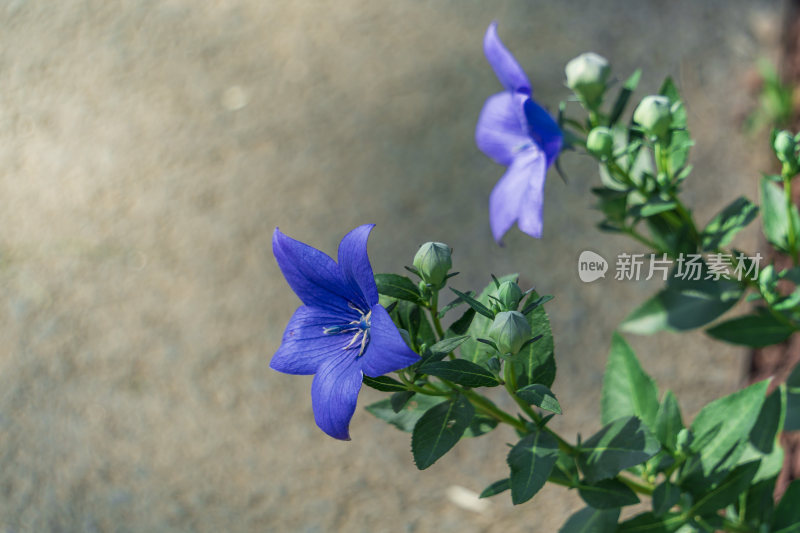 武汉中国科学院武汉植物园风光