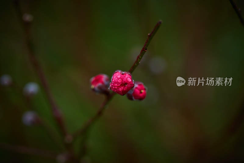 带水珠的红色花卉特写