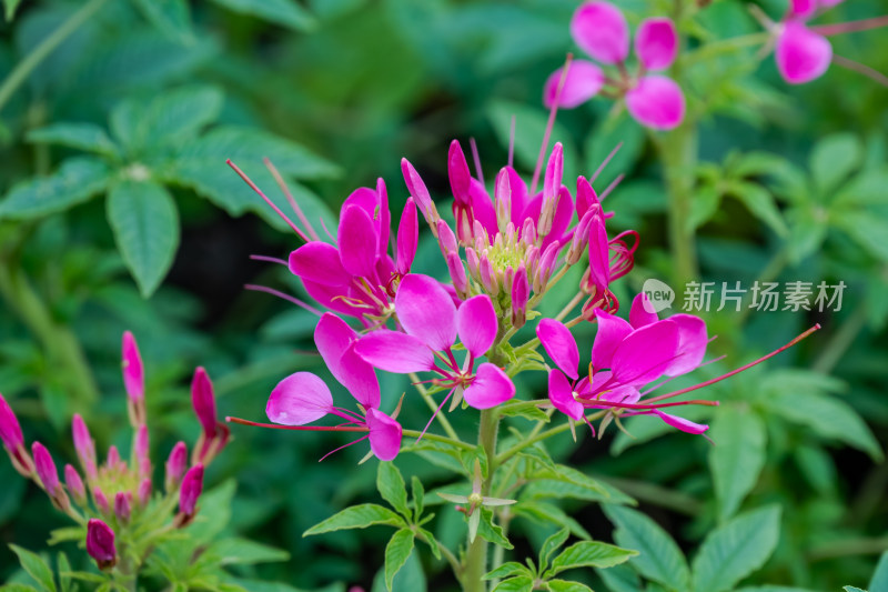 草丛中，粉色的醉蝶花特写