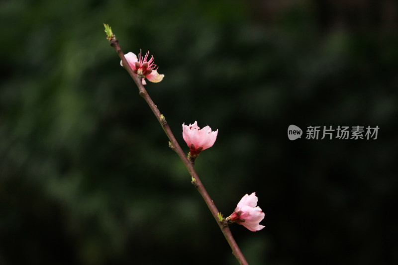 粉色的春桃花盛开