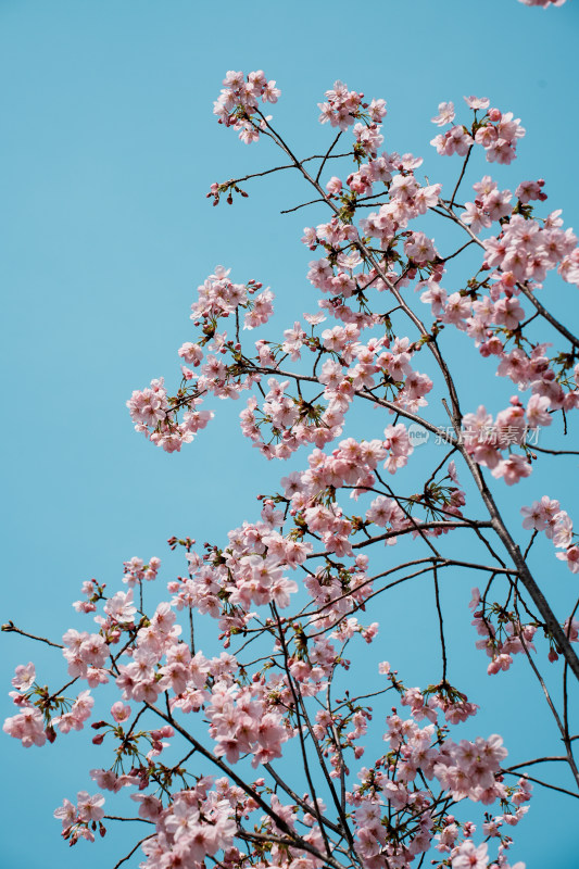 北京玉渊潭公园樱花节樱花