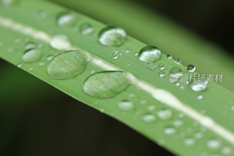 绿色叶片上的水珠水滴素材背景