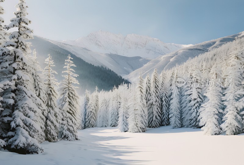 冬季森林白雪覆盖风景