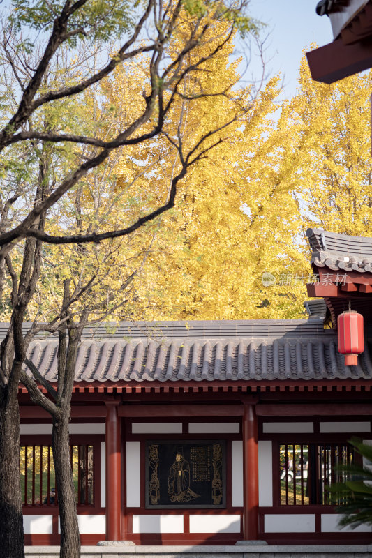 秋季银杏变黄大唐芙蓉园风景