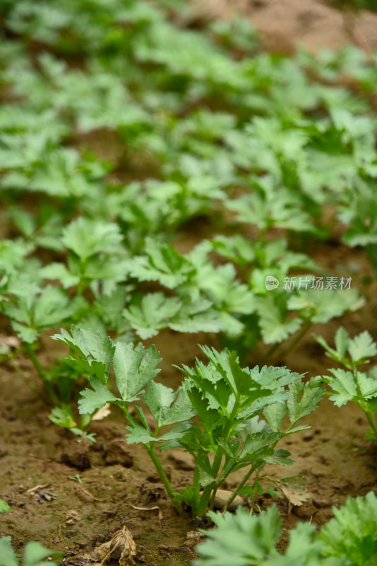 温室大棚蔬菜种植